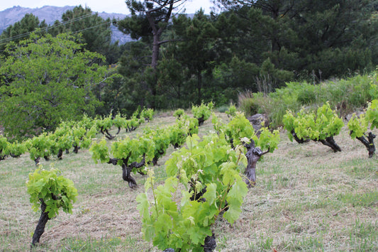 De Gredos al mundo: la garnacha que está arrasando