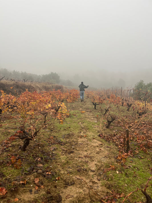 Dos caminos distintos hacia el vino de parcela
