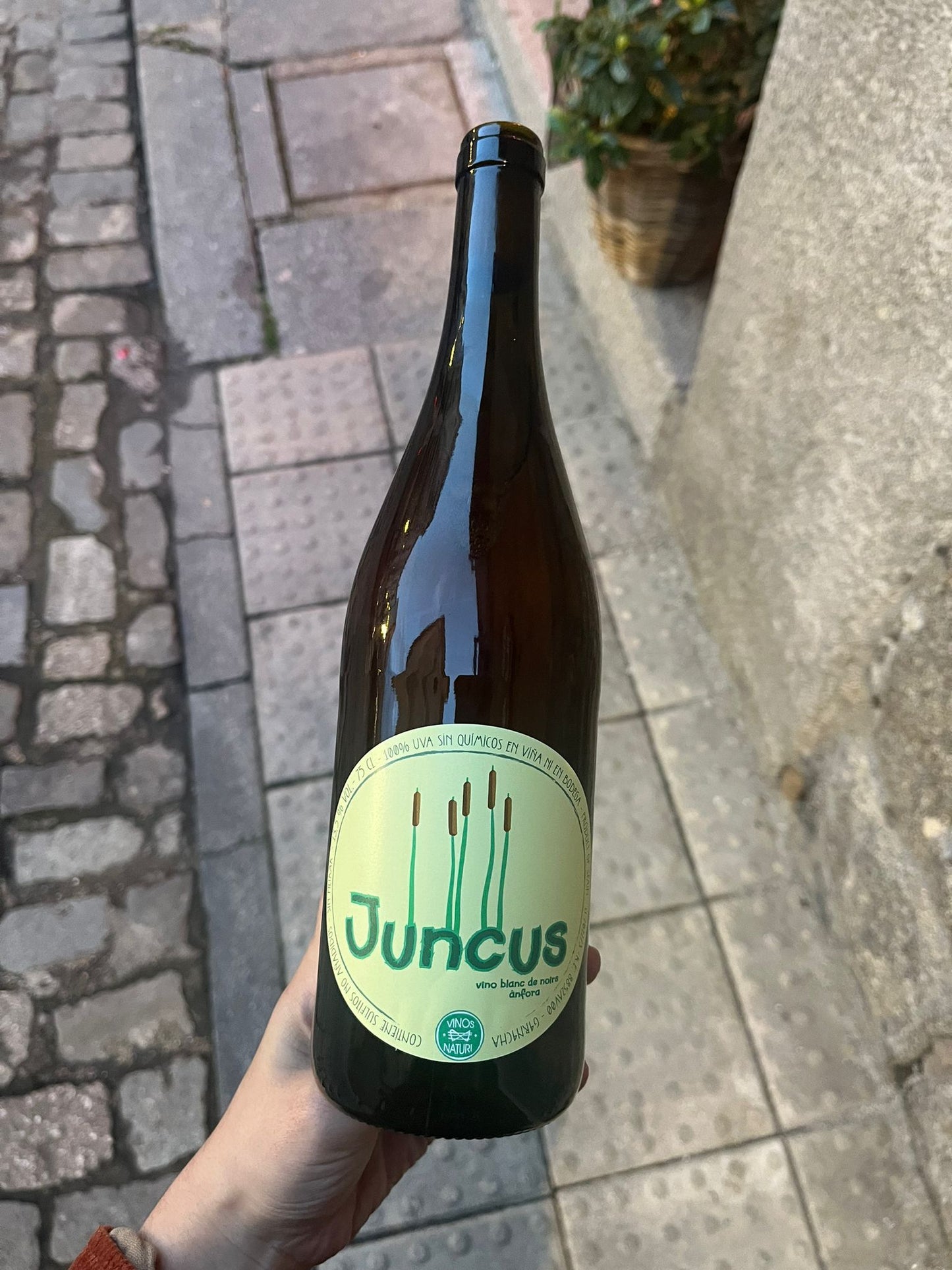 Juncus 2021